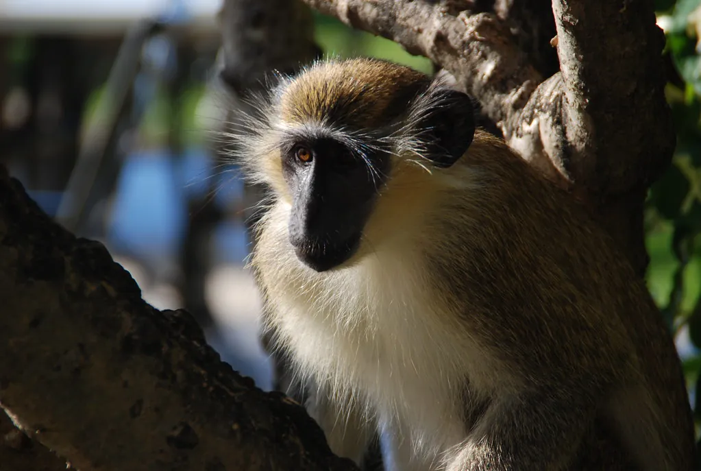 Barbados Green Face Monkey